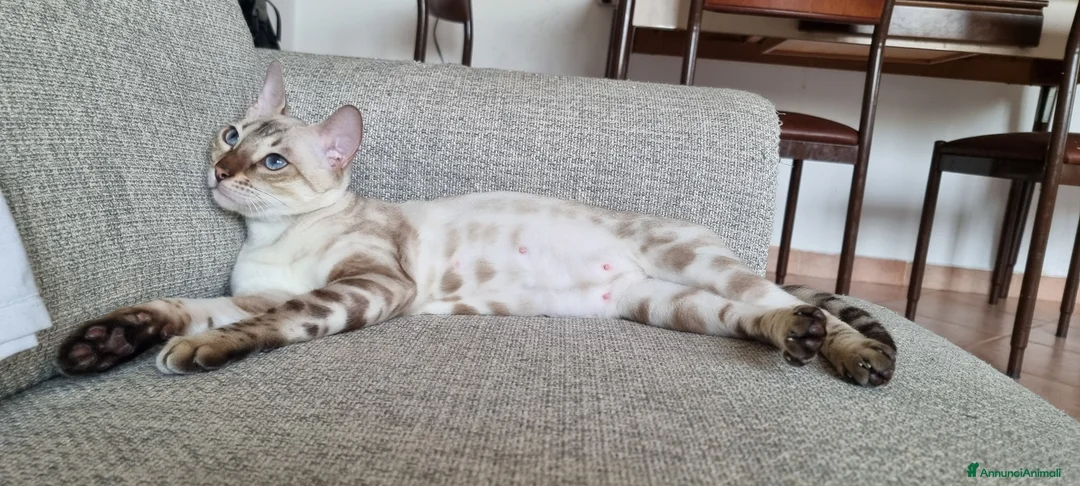 Bengala gatti in vendita: Gattini Bengala con Pedigree  - Annuncio 9