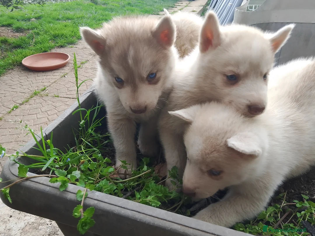 Husky cani in vendita: Cuccioli di siberian husky  - Annuncio 2