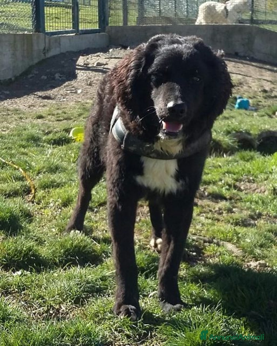 Meticcio cani in regalo: RICCIOLINO mite e tranquillo tg media - Annuncio 1