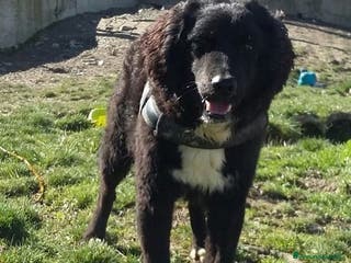 Meticcio cani RICCIOLINO mite e tranquillo tg media - Annuncio 25