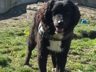 Meticcio cani RICCIOLINO mite e tranquillo tg media - Annuncio 36