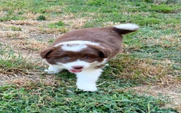 Border Collie cani in vendita: Cucciolo di Border Collie Red, Pedigree Enci a Provincia di Pescara - Immagine 4