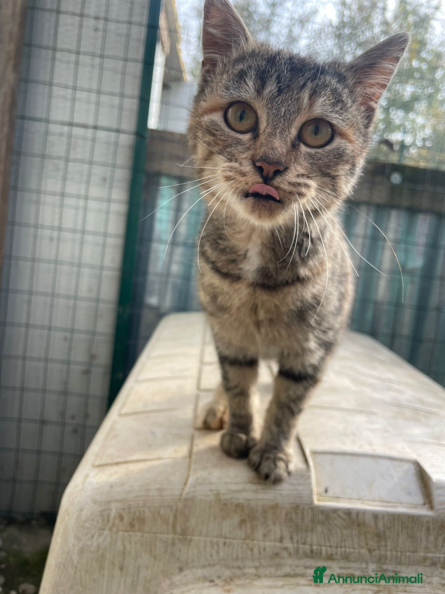 Burmese gatti TIGRA - Annuncio 1
