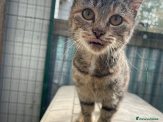 Burmese gatti TIGRA - Annuncio 1