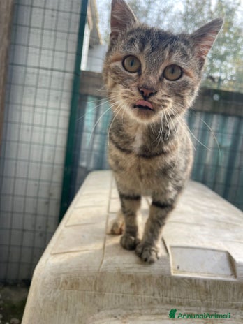 Burmese gatti TIGRA - Annuncio 17