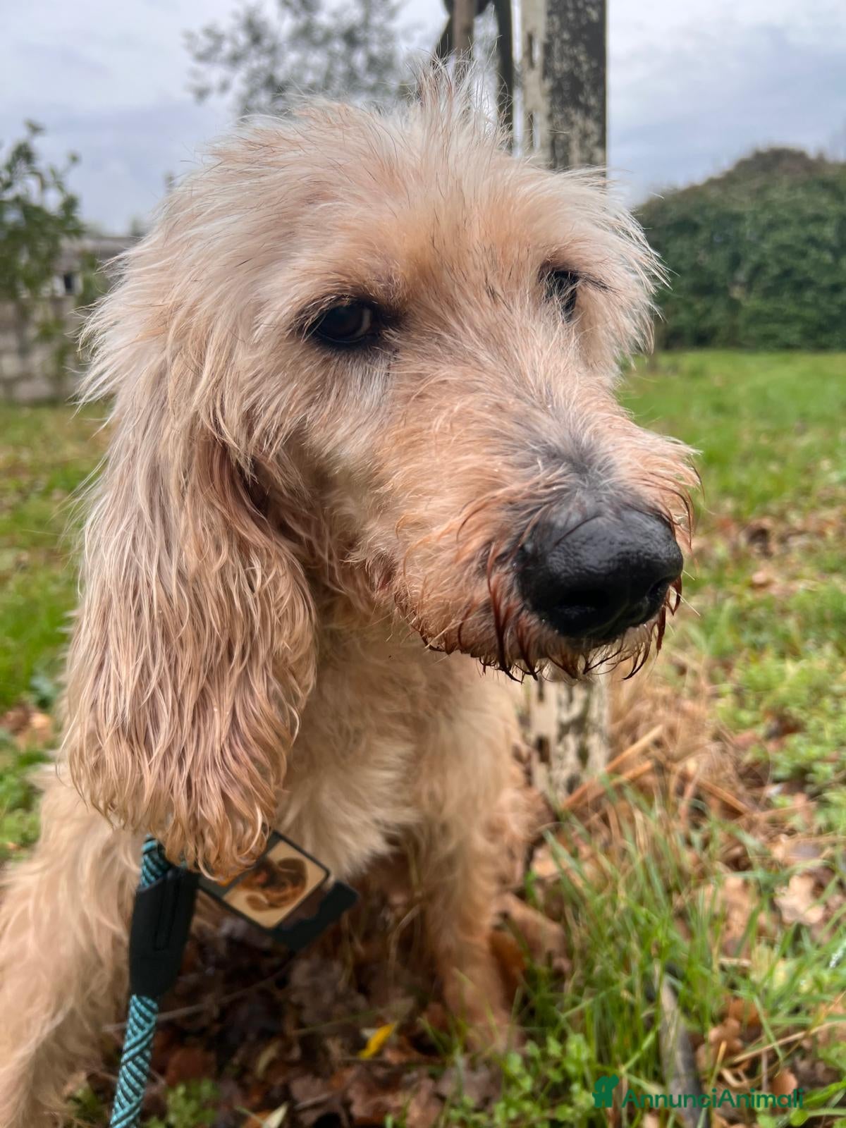 Meticcio cani IL DOLCISSIMO JERRY ASPETTA TE - Annuncio 14