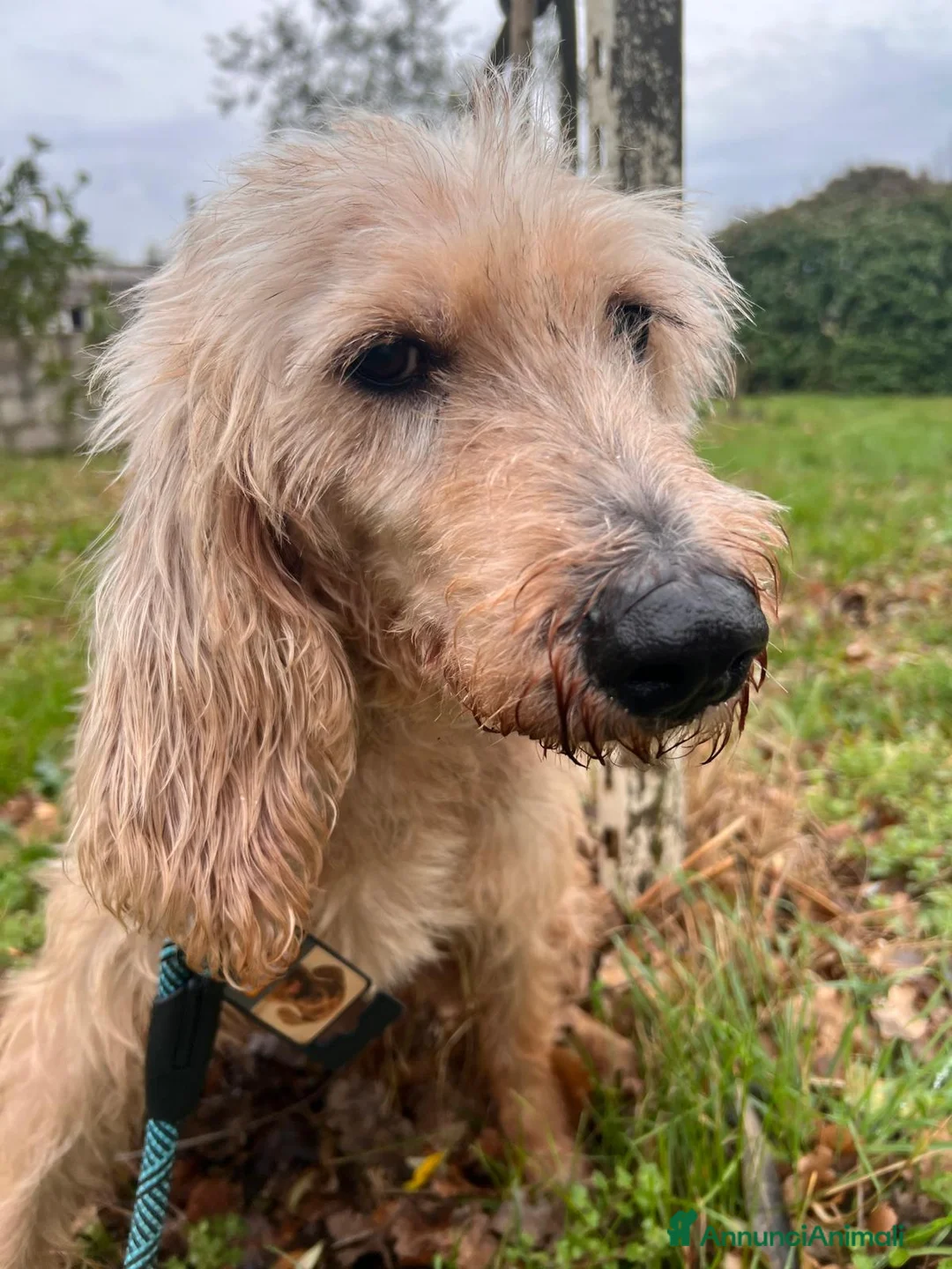 Meticcio cani in regalo: IL DOLCISSIMO JERRY ASPETTA TE - Annuncio 1