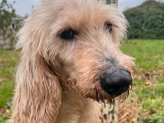 Meticcio cani IL DOLCISSIMO JERRY ASPETTA TE - Annuncio 26