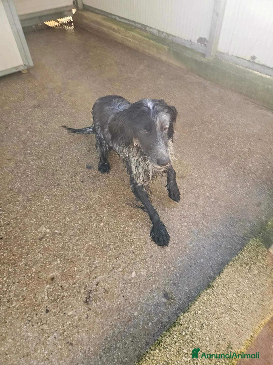 Setter Inglese cani in regalo: Raya: giovane setterina socievole affettuosa  - Annuncio 1