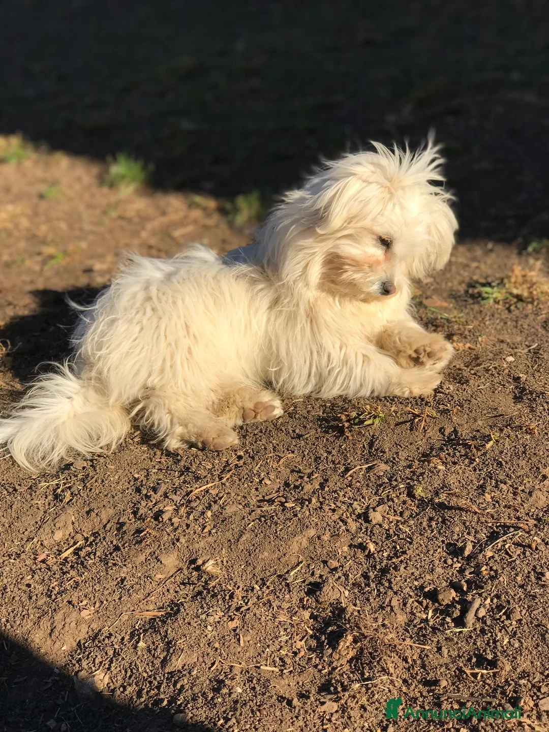 Maltipoo cani in vendita: Cuccioli di Maltipoo - Annuncio 6