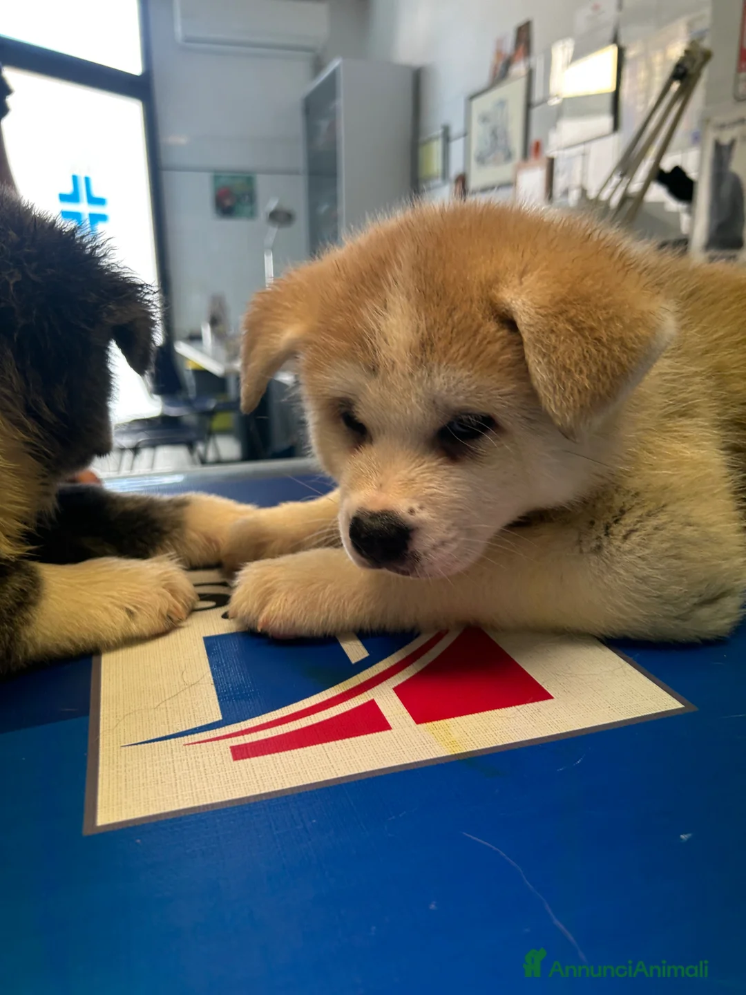 Akita Inu cani in vendita: Cuccioli di Akita Inu - Annuncio 1