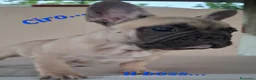 Bulldog Francese cani in vendita: Cuccioli di Bulldog francese a Provincia di Salerno - Annuncio 5