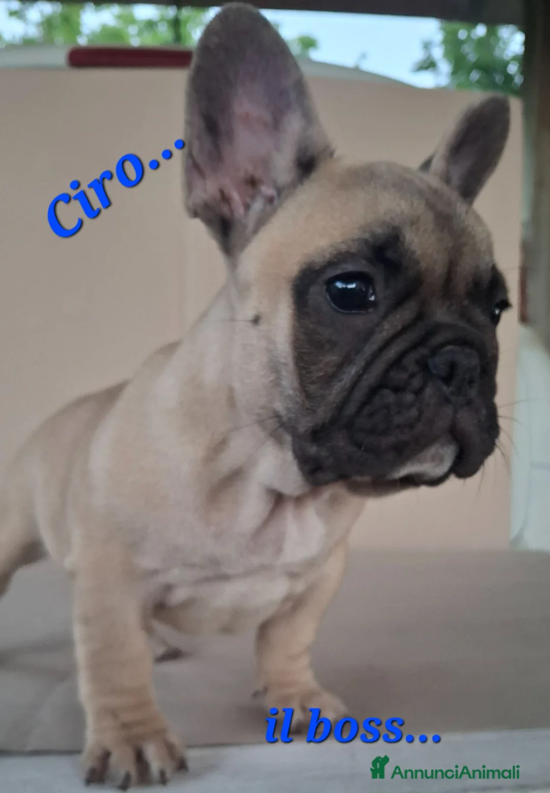 Bulldog Francese cani in vendita: Cuccioli di Bulldog francese a Provincia di Salerno - Annuncio 5
