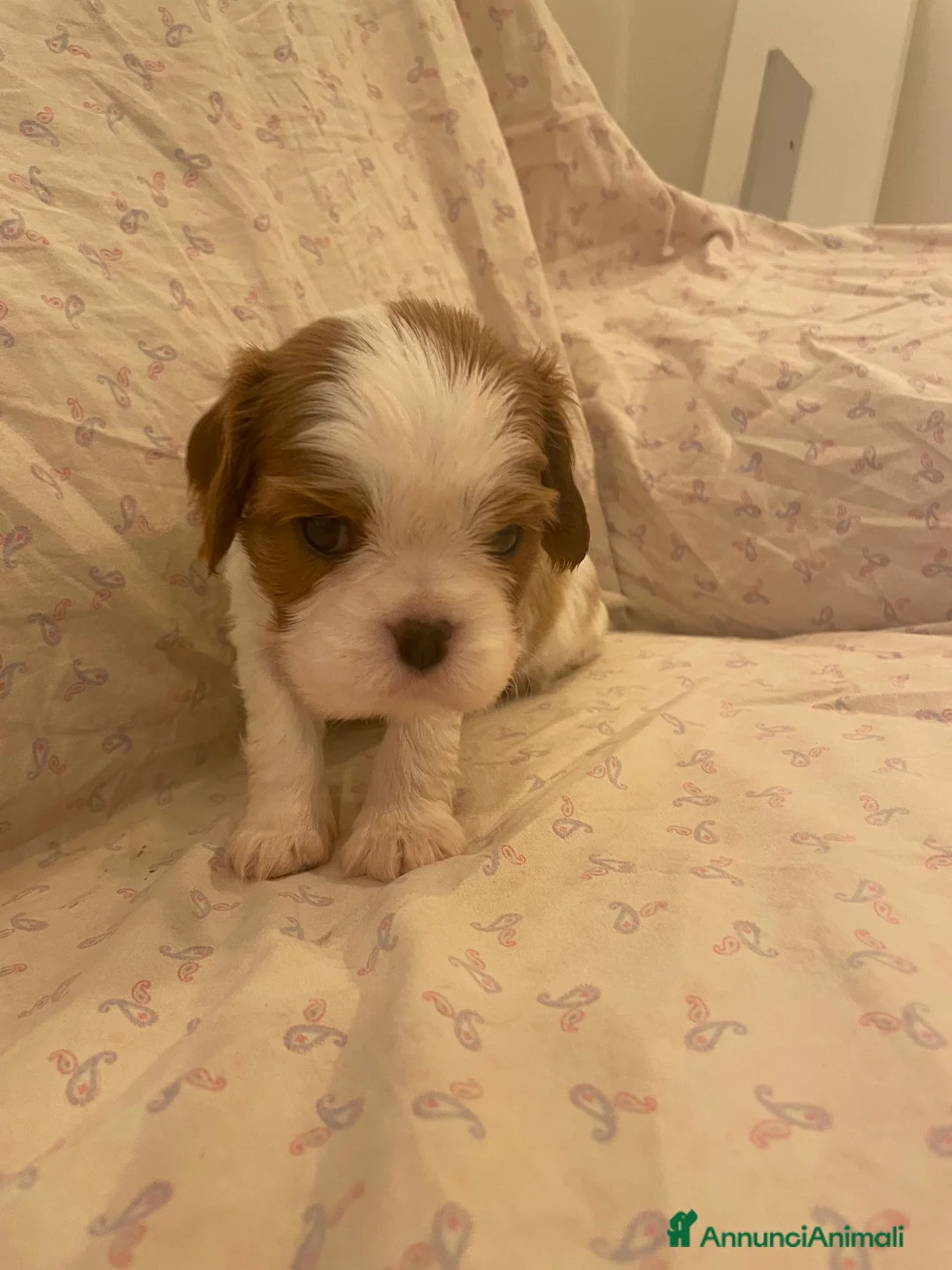 Cavalier King cani in vendita: Cavalier King CS con Pedigree - Annuncio 2