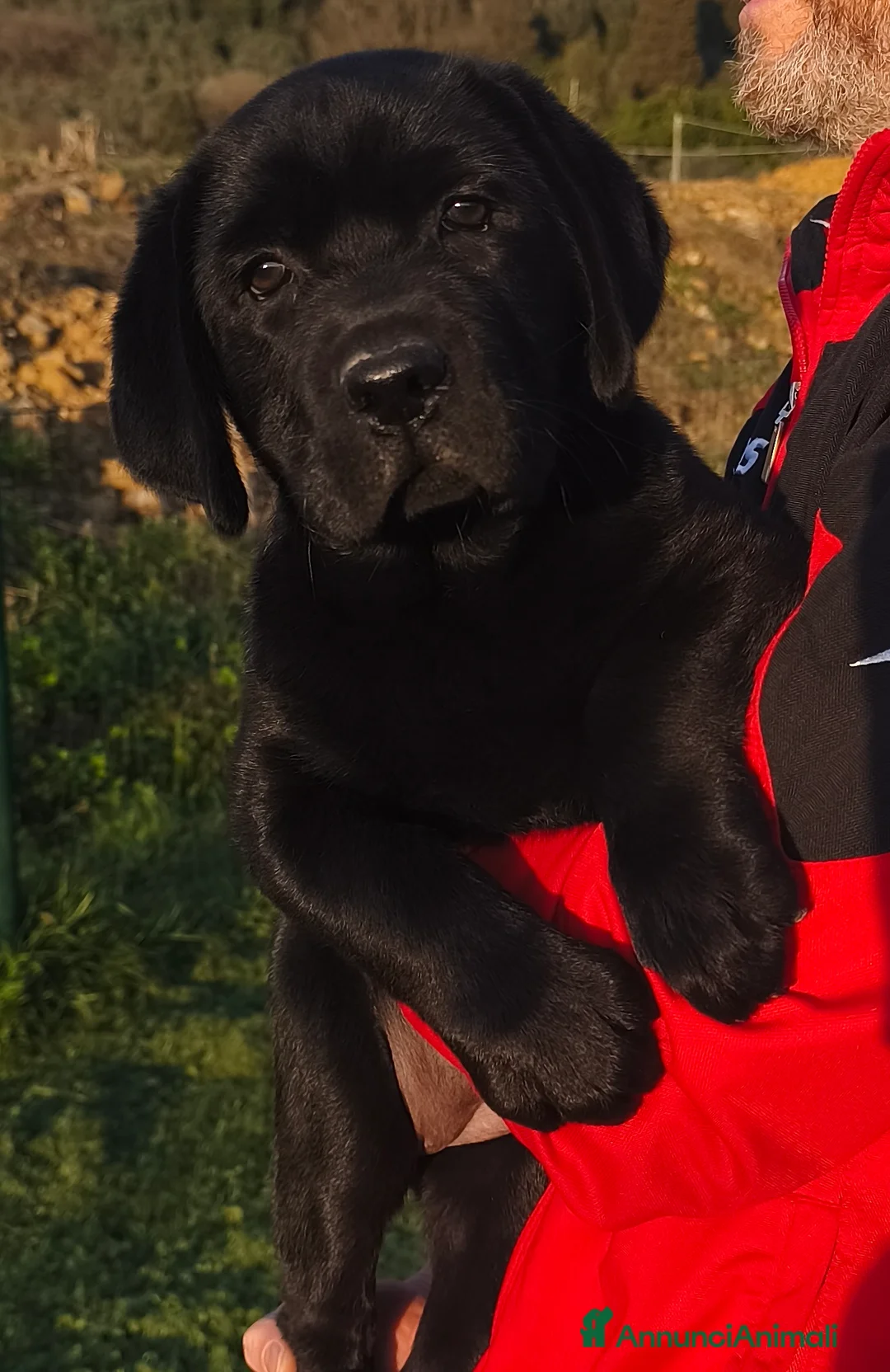 Labrador cani in vendita: Cuciola labrador - Annuncio 1