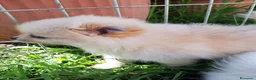 Spitz cani in vendita: Cuccioli di Spitz  - Annuncio 6