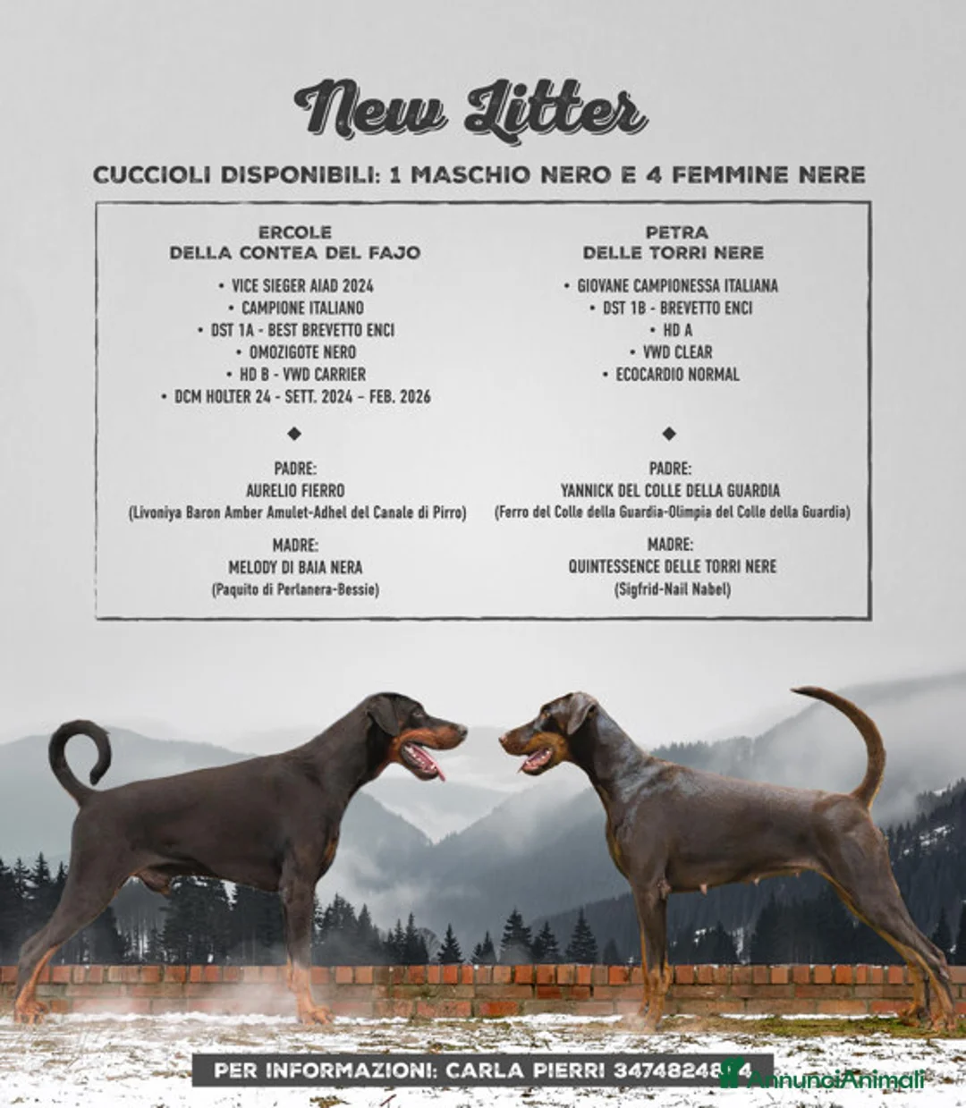 Dobermann cani in vendita: CUCCIOLI DOBERMANN CON PEDIGREE – DISPONIBILI  - Annuncio 11