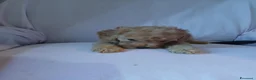 Barboncino Toy cani in vendita: Cuccioli di Barboncino toy  - Annuncio 5