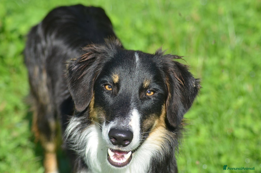 Border Collie cani in vendita: Cucciolone di Border Collie  - Annuncio 2