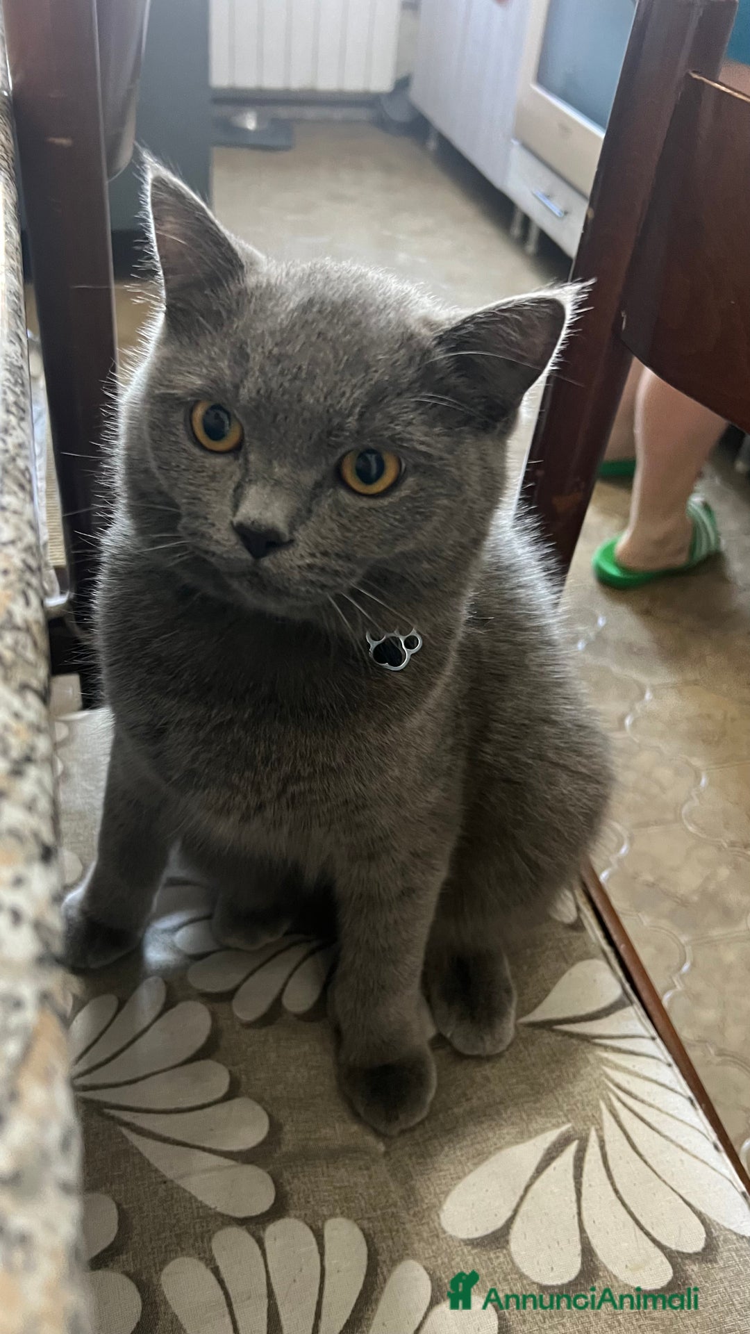 British gatti in vendita: British Shorthair  - Immagine 4