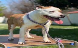 American Staffordshire cani in regalo: MAYA BELLISSIMA AMSTAFF a Città metropolitana di Milano - Immagine 8