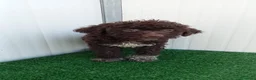 Lagotto cani in vendita: Lagotto Romagnolo  - Annuncio 5