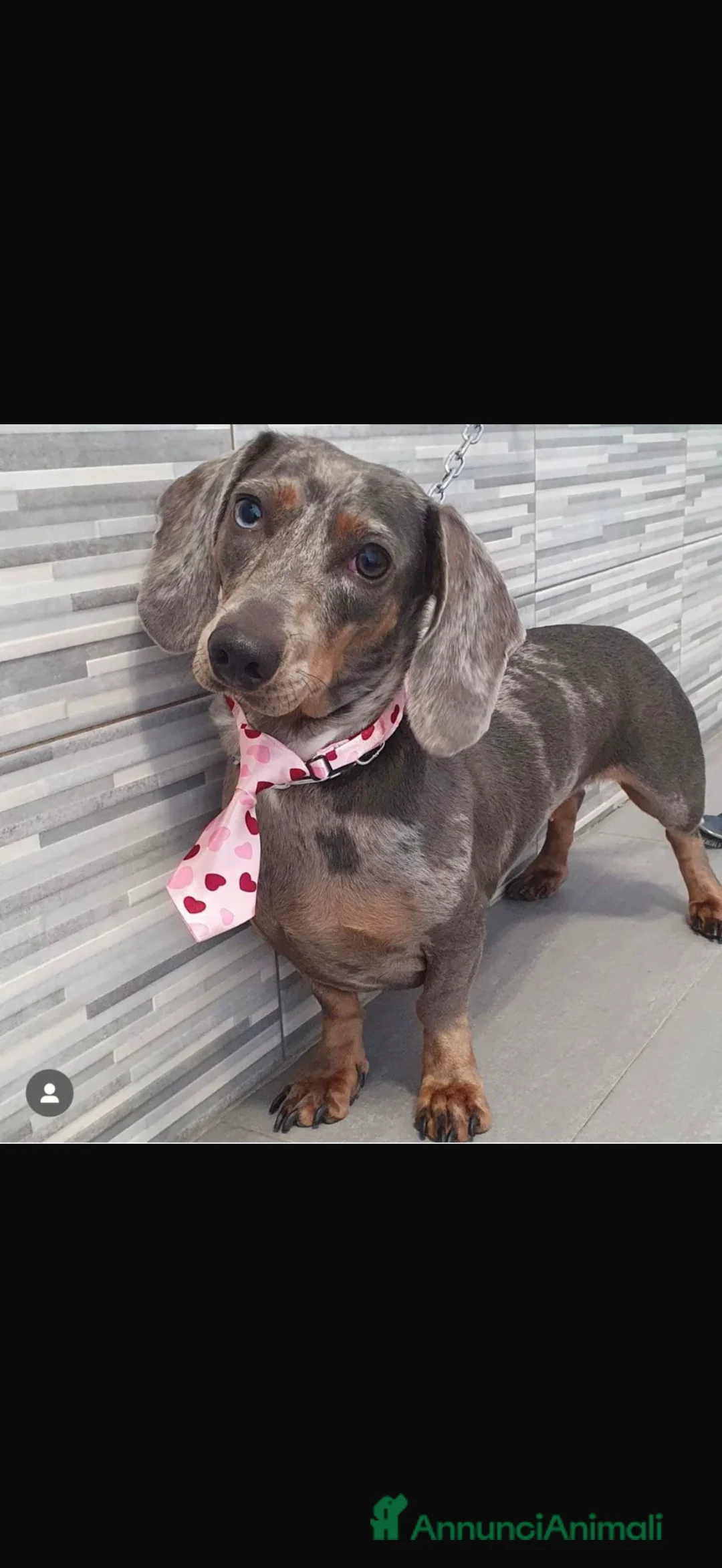 Bassotto cani in vendita: bassotti arlecchino fulvo merle - Annuncio 1