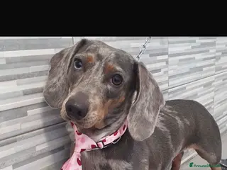 Bassotto cani bassotti arlecchino fulvo merle - Annuncio 13