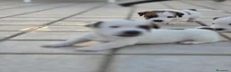 Jack Russell cani in vendita: 🐾 JACK RUSSELL TERRIER – PELO RUDIVO/BROKEN –  🐾 - Annuncio 11