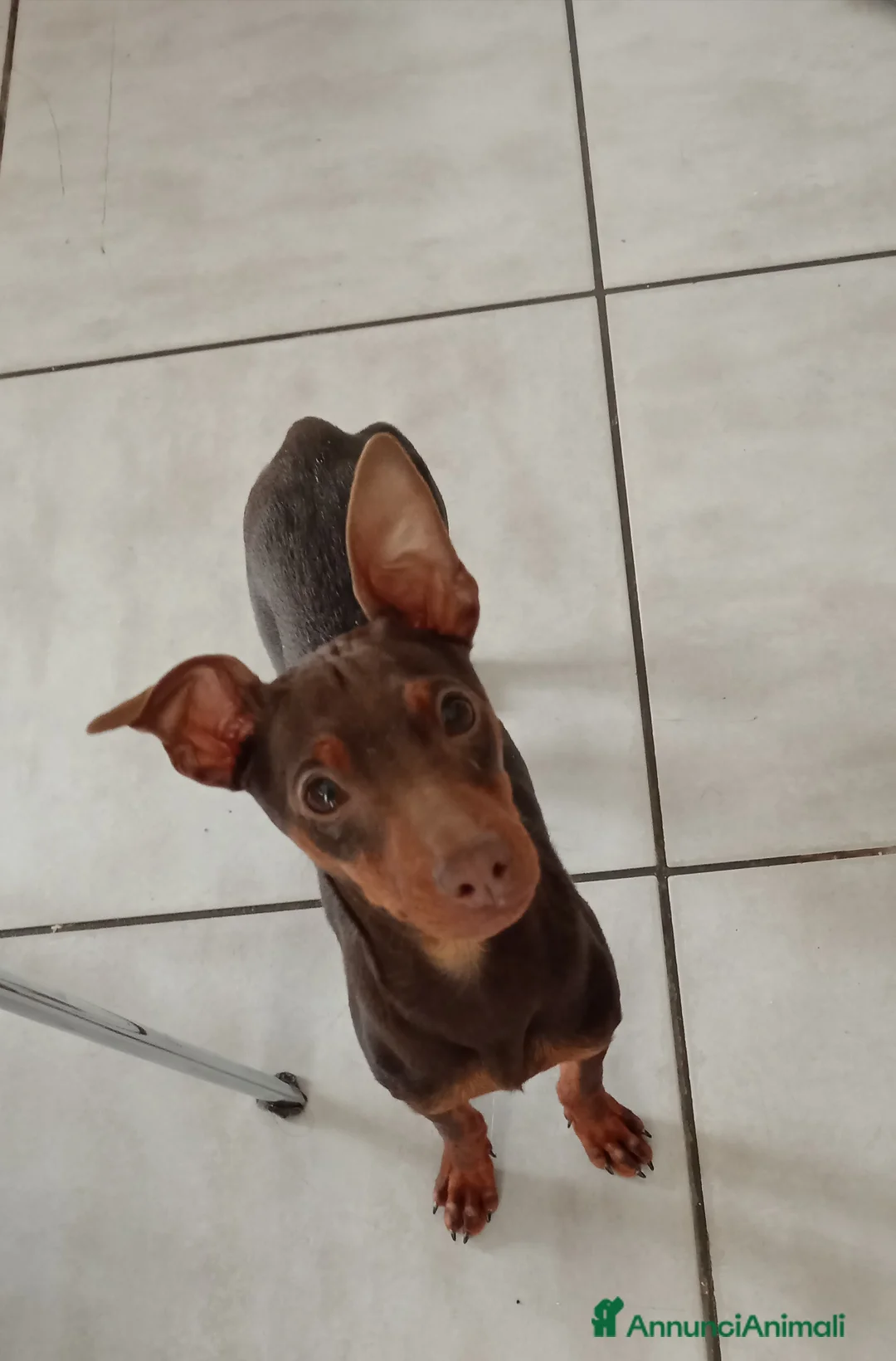 Pinscher Miniatura cani in vendita: Cucciolo di Pinscher bicolore focato  - Annuncio 5