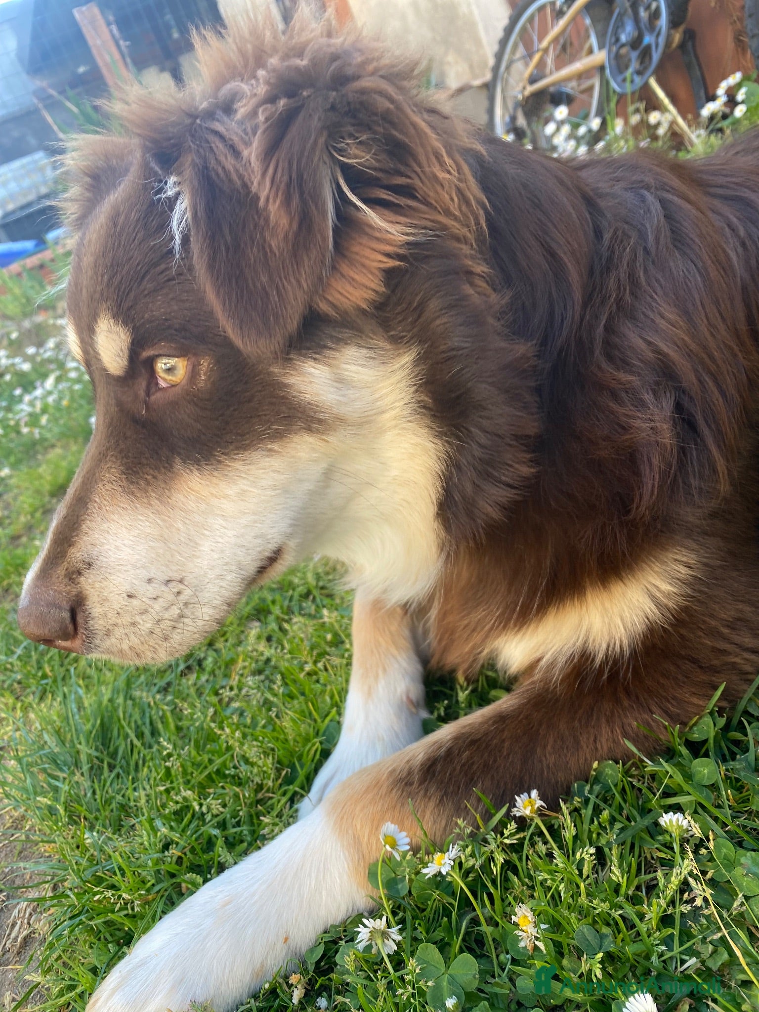 Australian Shepherd cani pastore australiano X border collie - Annuncio 31