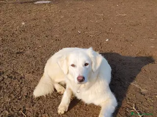 Meticcio cani Emma - Annuncio 1