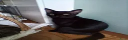 Meticcio gatti in regalo: MICETTI BELLISSIMI CERCANO CASA! - Annuncio 1