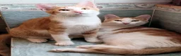 Europeo gatti in regalo: MARCO E  AURELIO DOLCISSIMI GATTINI - Annuncio 5