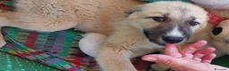 Meticcio cani in regalo: 3 mix pastori 3mesi mollati e salvati.SOS CASA SUD - Annuncio 6