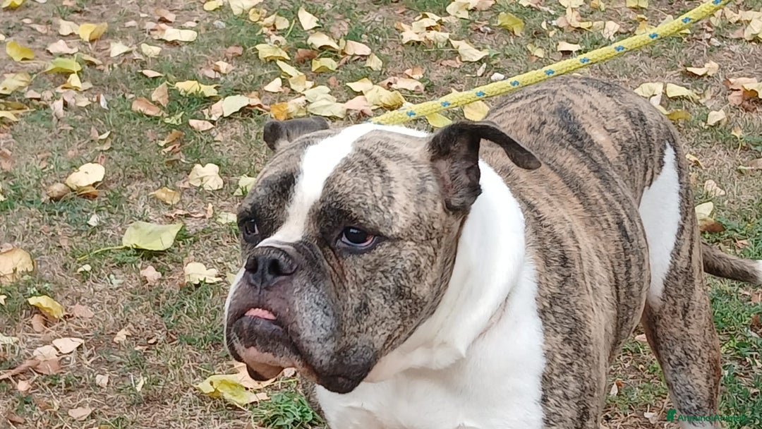American Bully cani in regalo: ETTORE AMERICAN BULLDOG E' IN CERCA DI UNA CASA - Annuncio 3