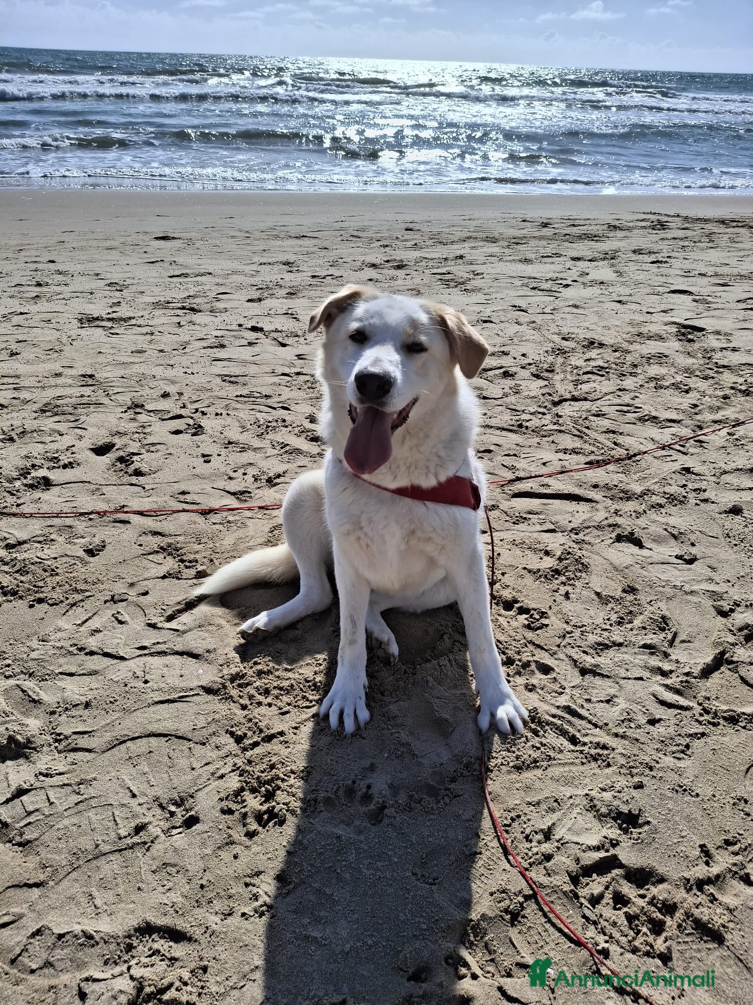 Meticcio cani Nuage: cucciolona taglia media socievole  a Città Metropolitana di Genova - Annuncio 15