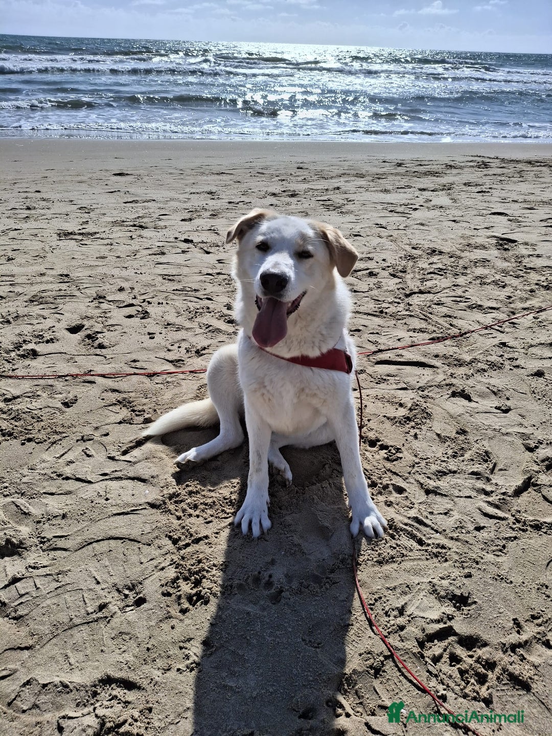 Meticcio cani in regalo: Nuage: cucciolona taglia media socievole  a Città Metropolitana di Genova - Annuncio 1