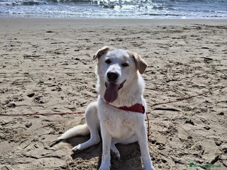 Meticcio cani Nuage: cucciolona taglia media socievole a Città Metropolitana di Genova - Annuncio 13