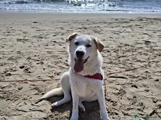 Meticcio cani Nuage: cucciolona taglia media socievole a Città Metropolitana di Genova - Annuncio 21