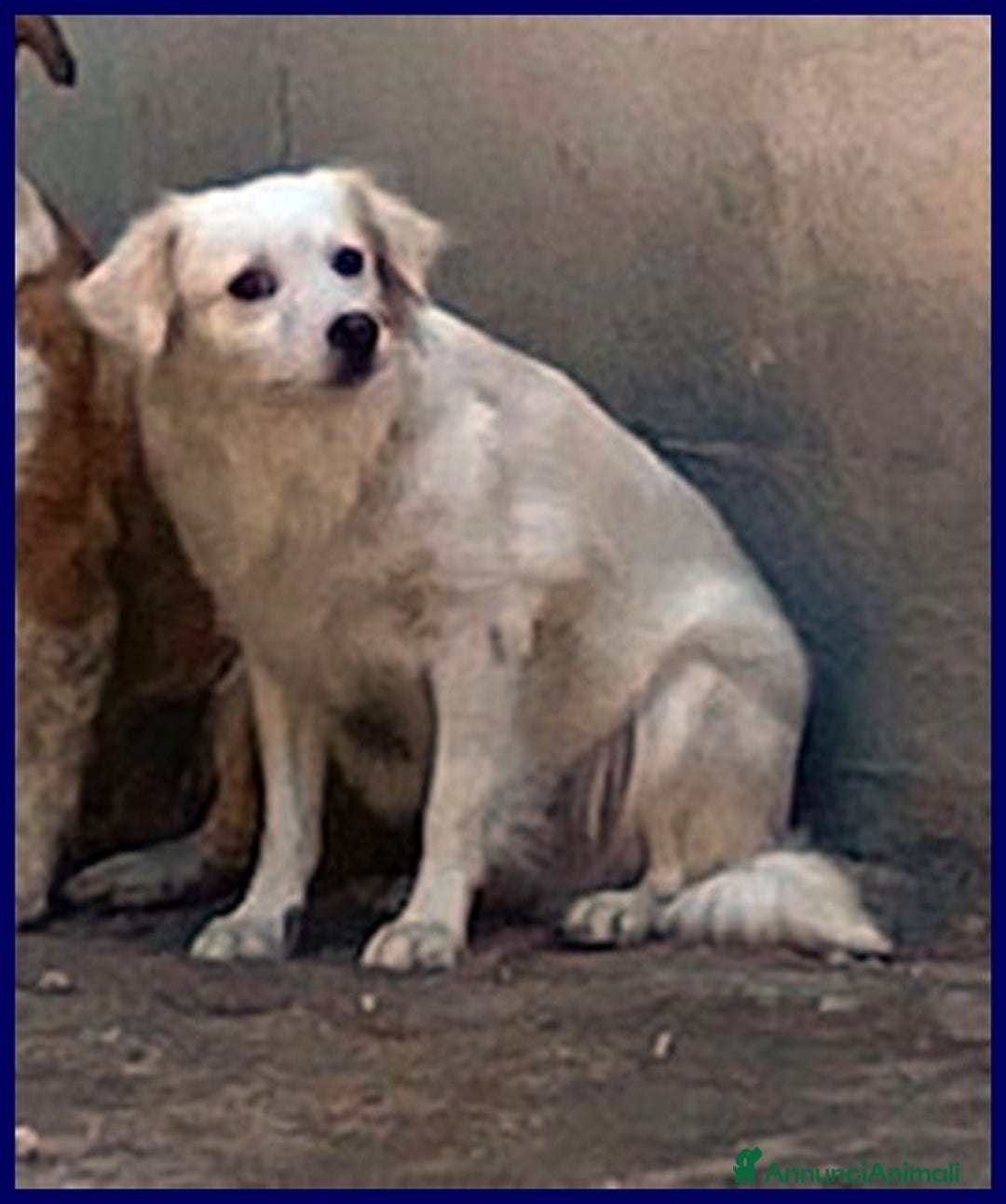 Meticcio cani in regalo: MICK timoroso ma buono! tg mediopicc. - Annuncio 2