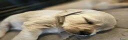 Golden Retriever cani in vendita: Cuccioli Golden Retriever  - Annuncio 10