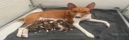 Basenji cani in vendita: Basenji disponibili con pedigree ENCI - Annuncio 2