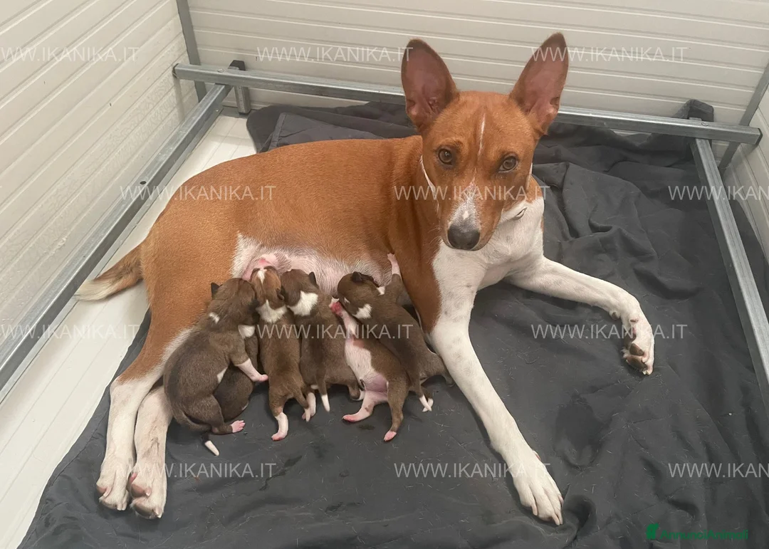 Basenji cani in vendita: Basenji disponibili con pedigree ENCI - Annuncio 2