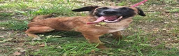 Meticcio cani in regalo: Maila 3 anni Taglia media contenuta  - Annuncio 8