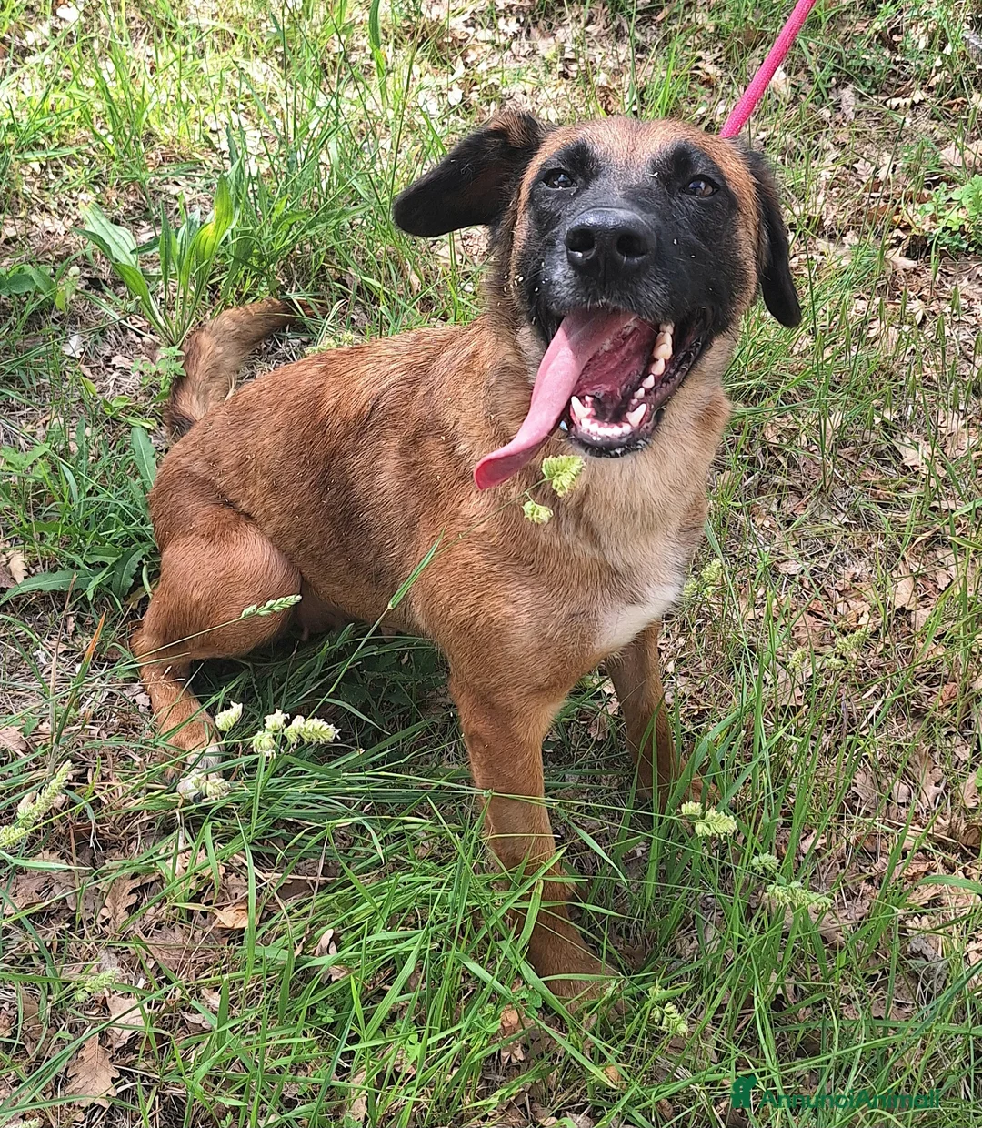 Meticcio cani in regalo: Maila 3 anni Taglia media contenuta  - Annuncio 8