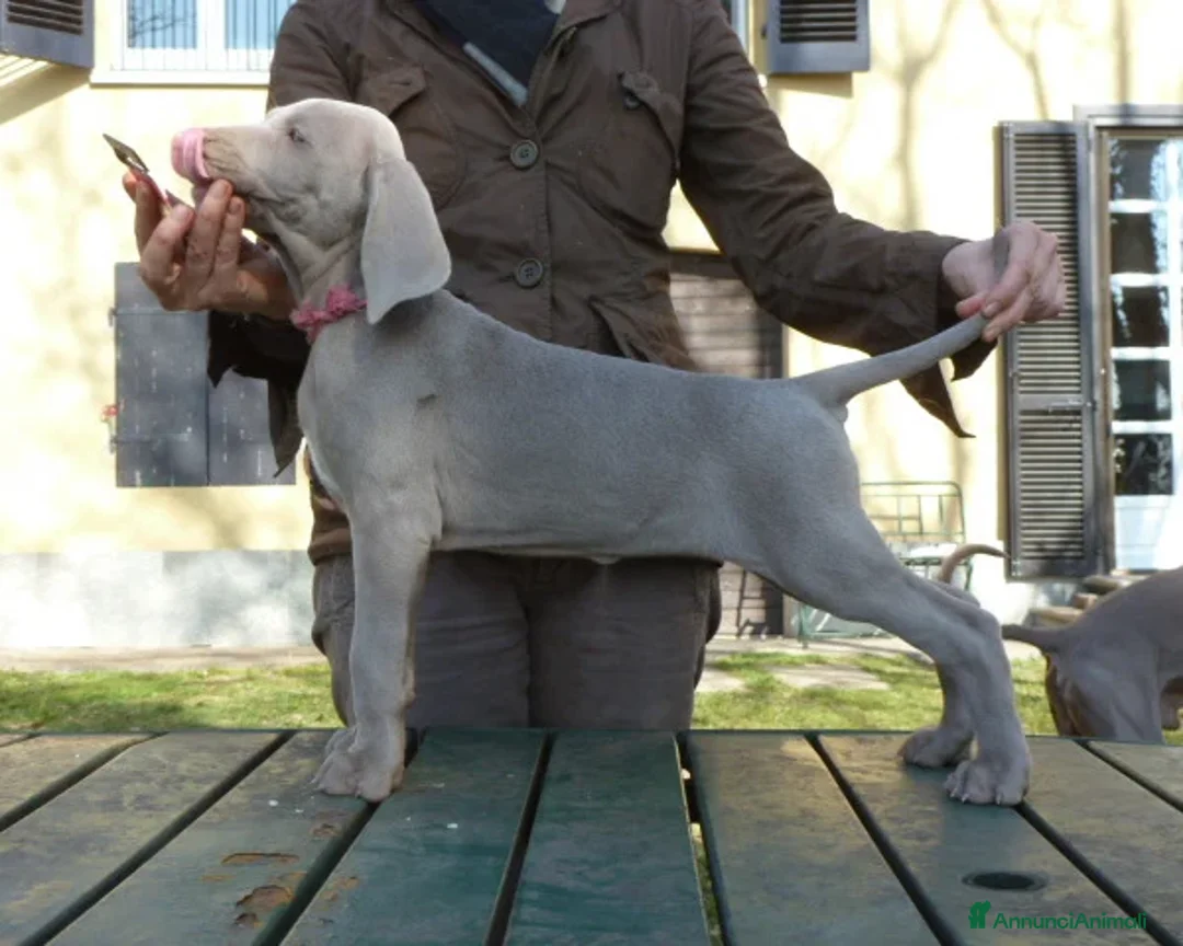 Weimaraner cani in vendita: WEIMARANER SPLENDIDE CUCCIOLE a Città Metropolitana di Torino - Immagine 7
