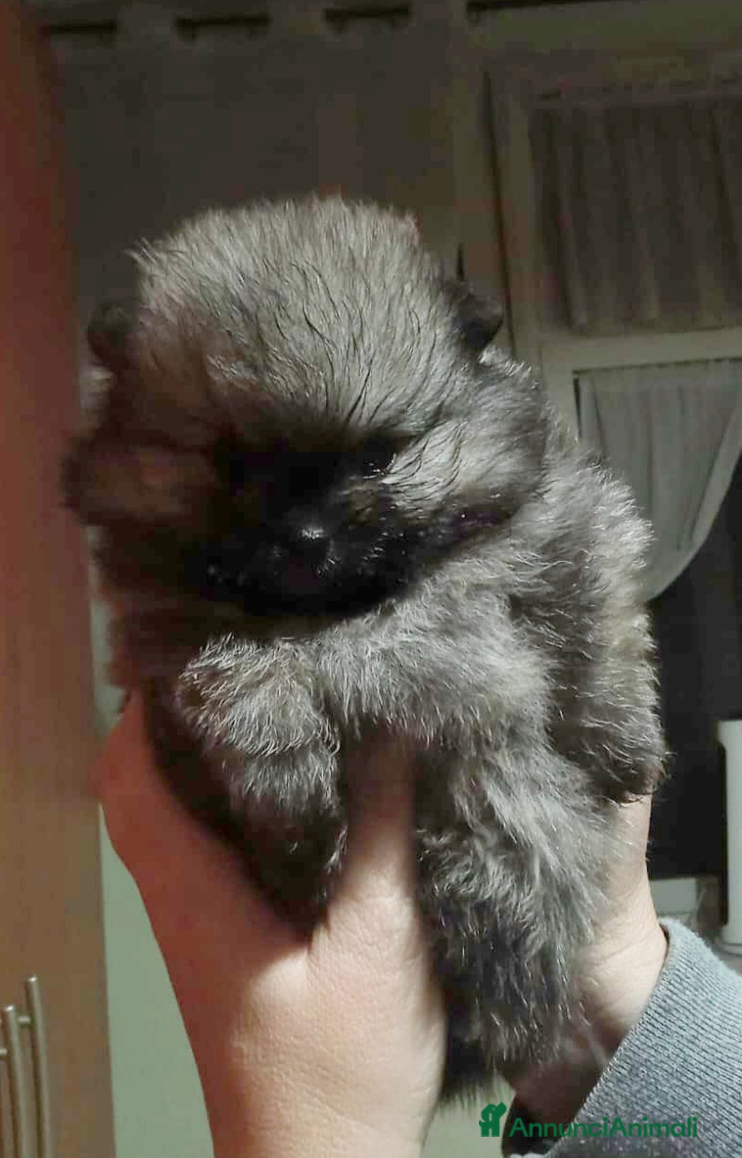 Volpino Pomerania cani in vendita: Pomerania  - Annuncio 3