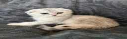 Scottish gatti in vendita: Scottish-fold  - Annuncio 3