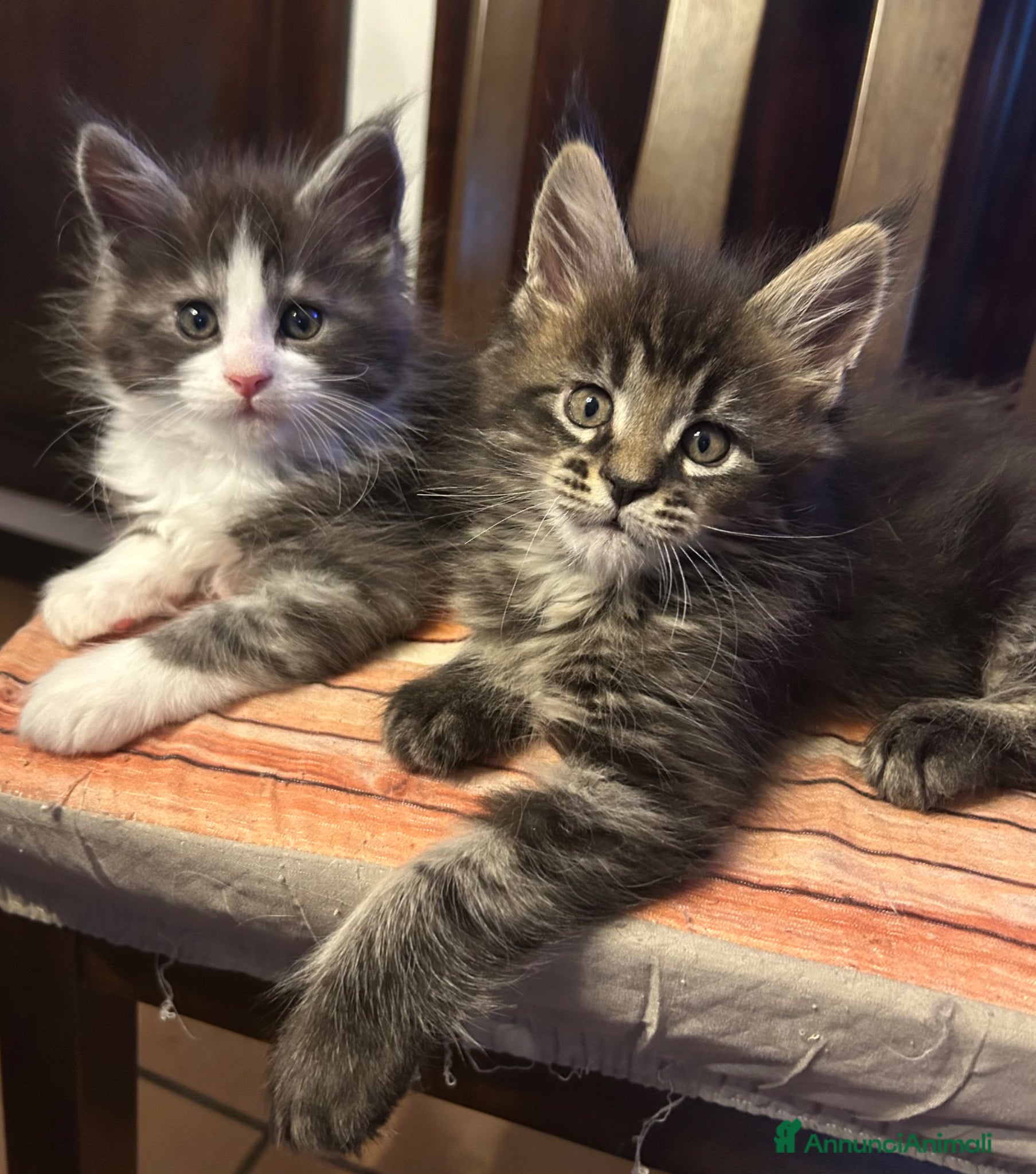 Maine Coon gatti Maschietto Maine Coon  - Annuncio 31